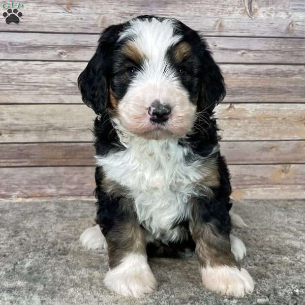 Banjo, Bernedoodle Puppy
